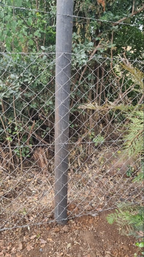 Metal fence with chain-link fencing surrounding overgrown vegetation and dried branches