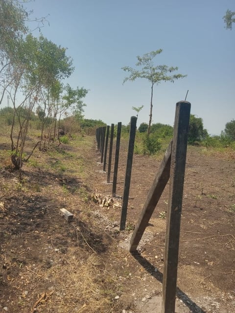 Rustic wooden fence posts along a dirt path with trees and cleared land under a clear sky